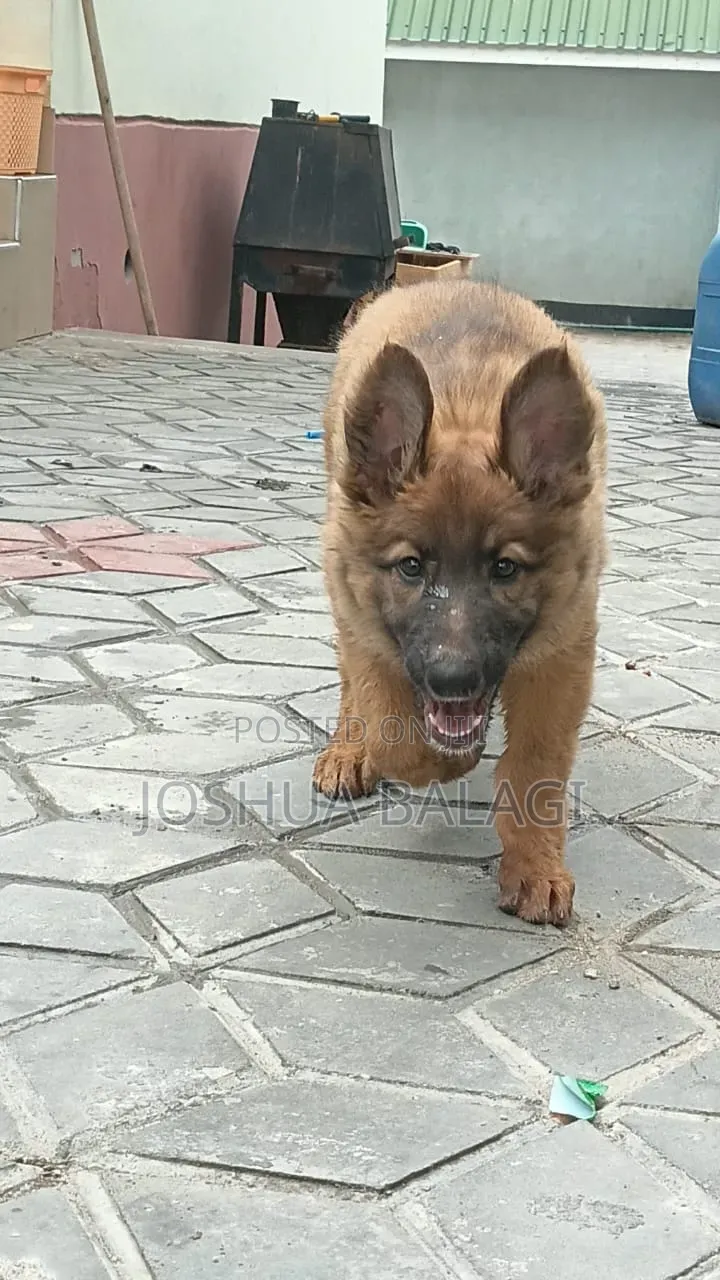 1-3 months Female Purebred German Shepherd
