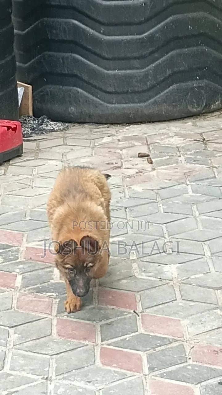 1-3 months Female Purebred German Shepherd