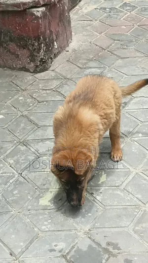 1-3 months Female Purebred German Shepherd