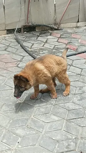 1-3 months Female Purebred German Shepherd
