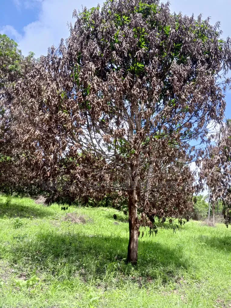 Farm for Sale at Mkuranga Kiparang'anda 70 Acres
