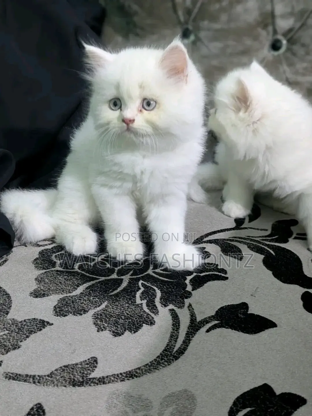 1-3 months Male Purebred Persian