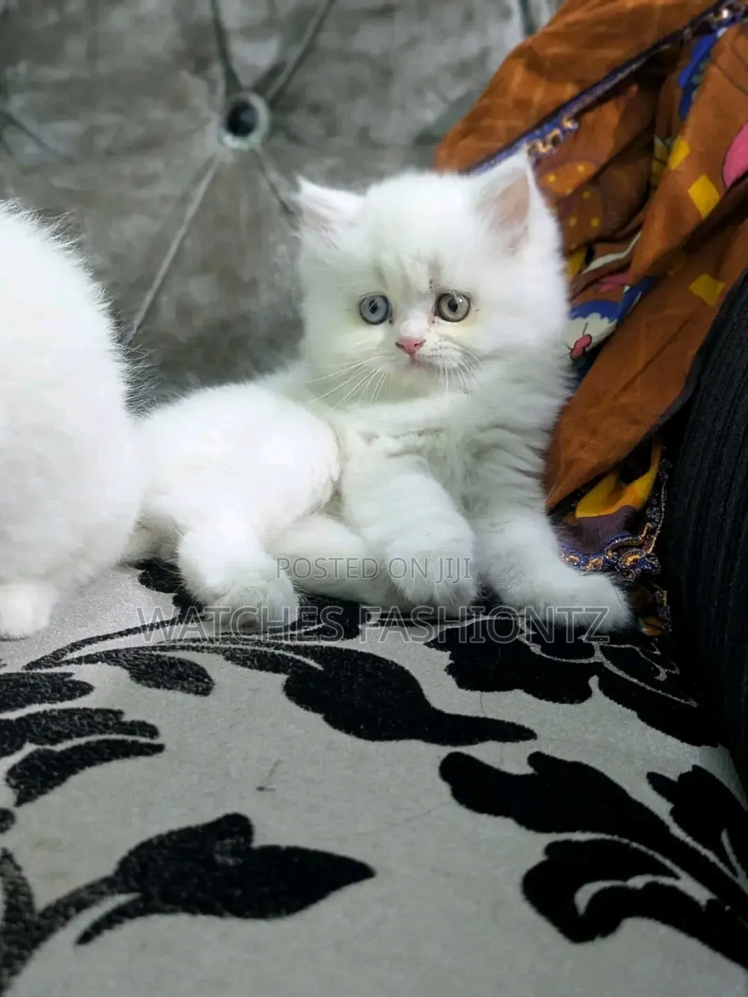 1-3 months Male Purebred Persian