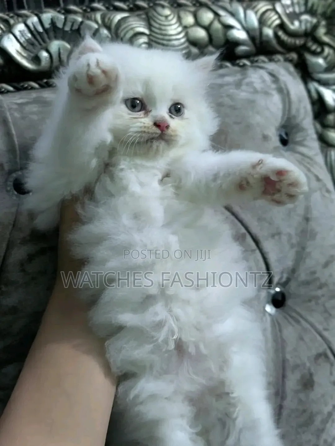 1-3 months Female Purebred Persian