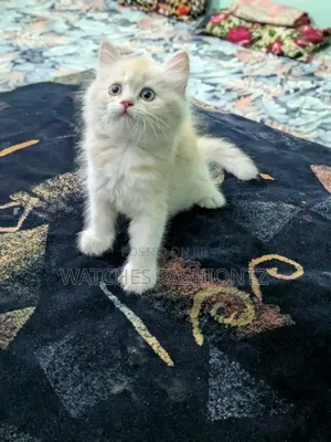 1-3 months Female Purebred Persian