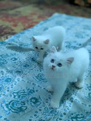 1-3 months Female Purebred Persian