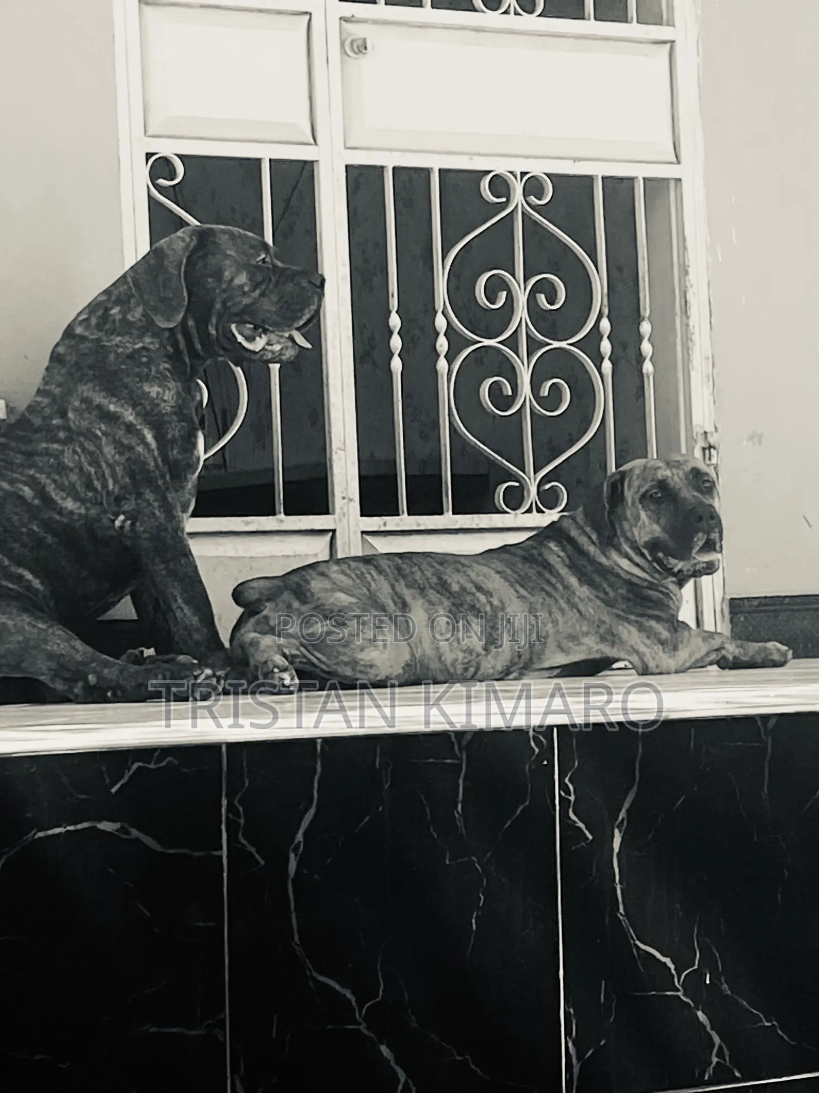 1+ year Male Purebred Boerboel