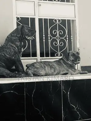 1+ year Male Purebred Boerboel