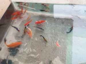 Samaki Wa Mapambo