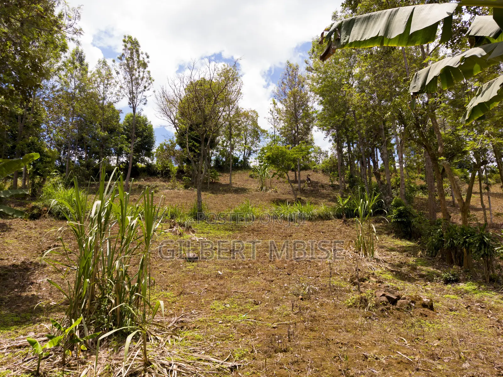 Land for Sale