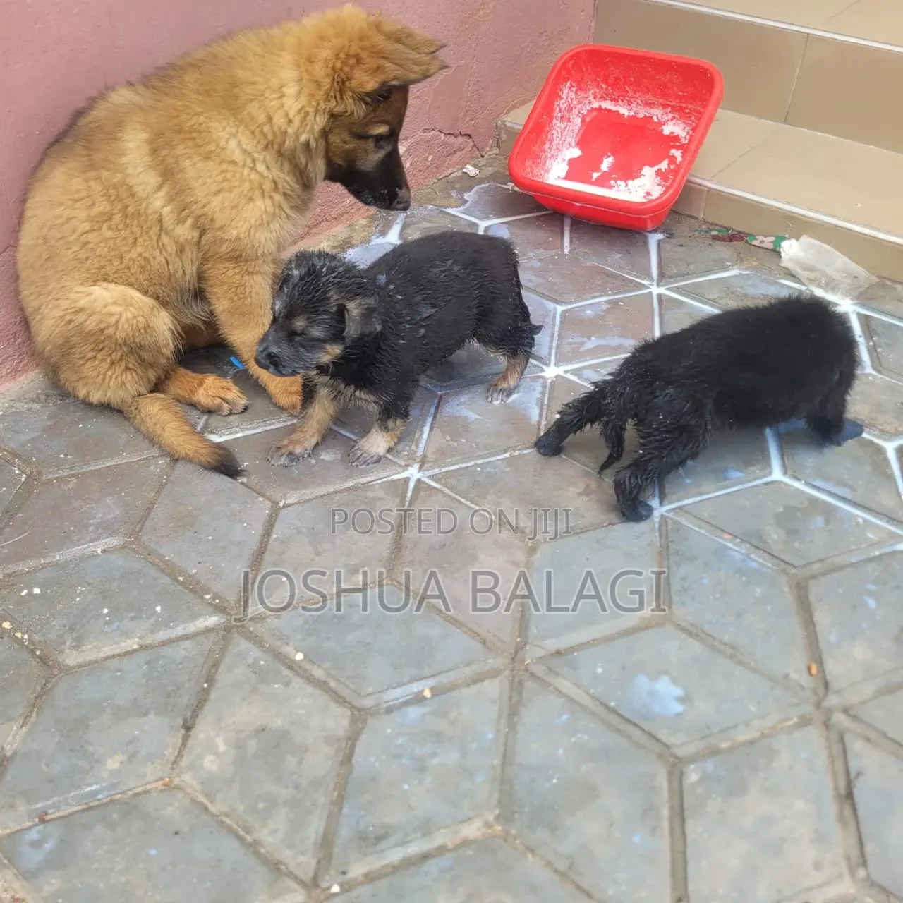 1-3 months Female Purebred German Shepherd