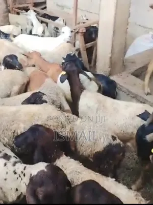 Decent Goat Farming