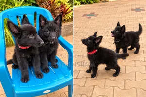 1-3 months Male Purebred German Shepherd