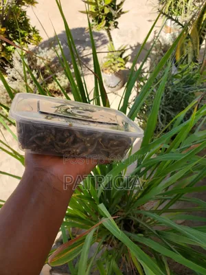Dagaa Wa Mwanza