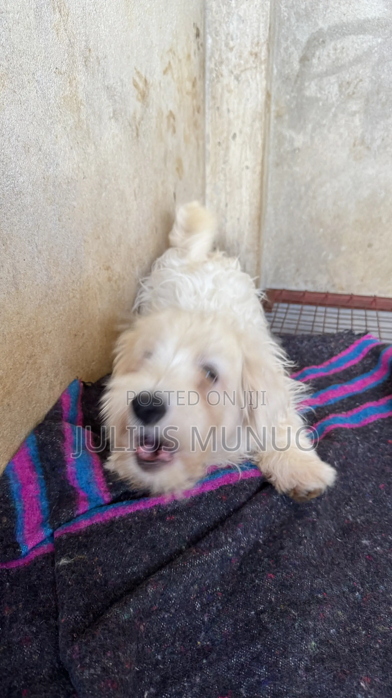 3-6 months Male Purebred Maltese