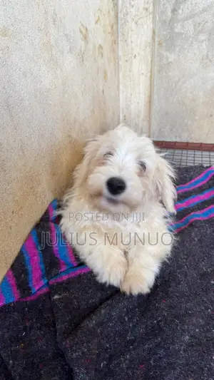 3-6 months Male Purebred Maltese