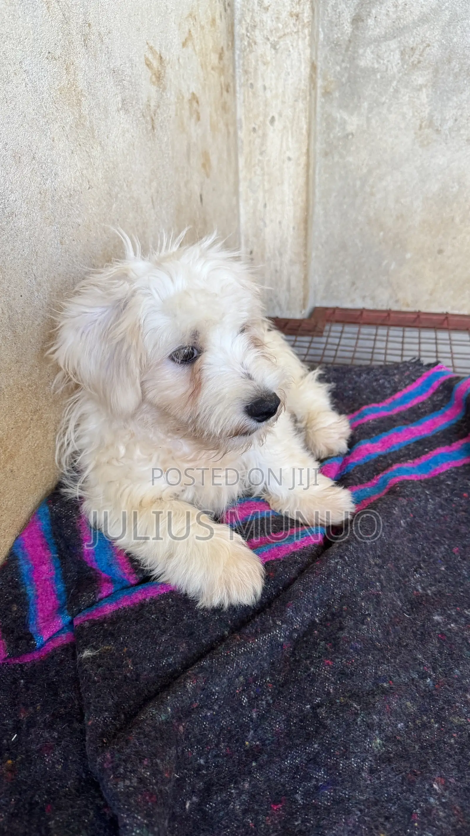 3-6 months Male Purebred Maltese