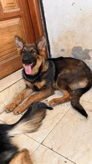 3-6 months Female Purebred German Shepherd