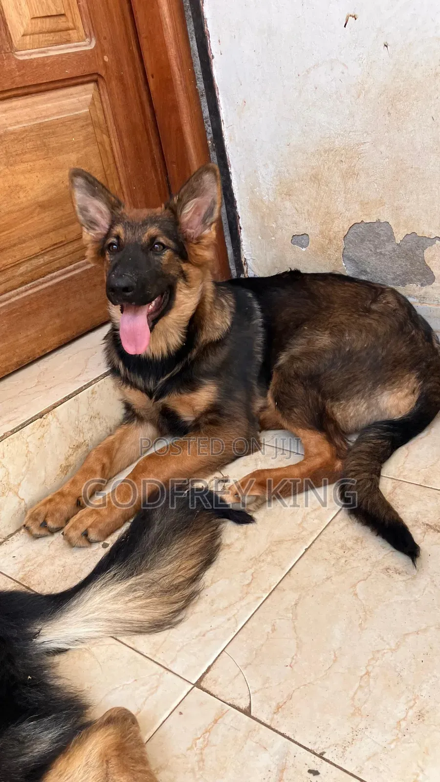 3-6 months Female Purebred German Shepherd