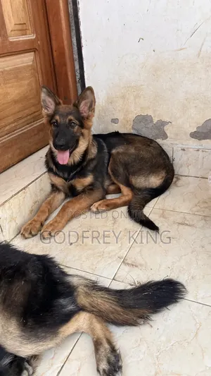 3-6 months Female Purebred German Shepherd