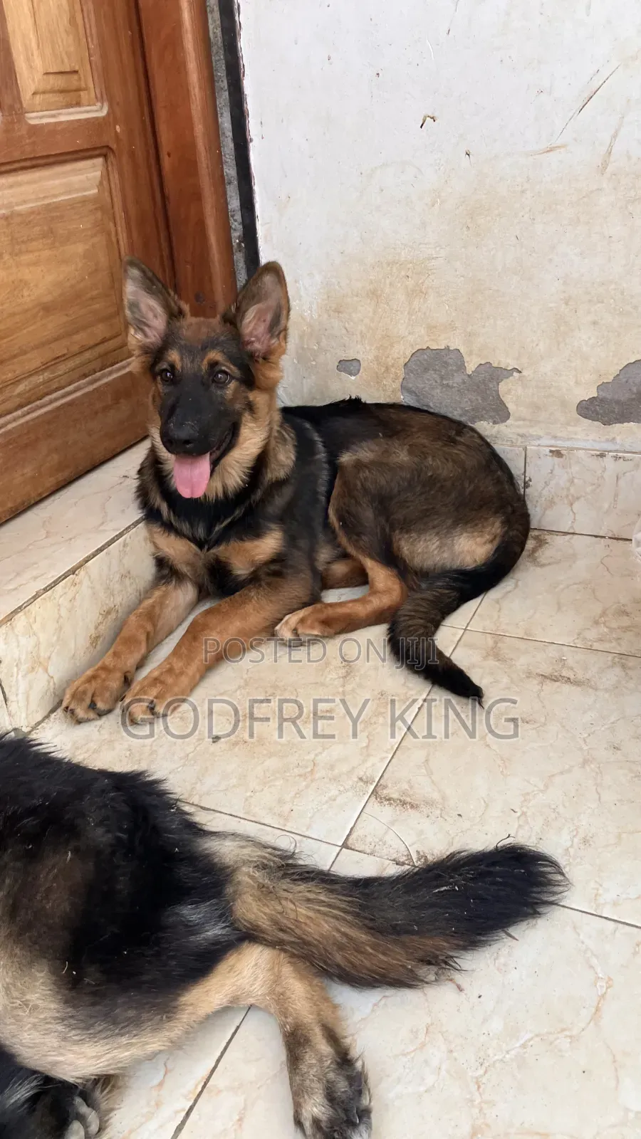 3-6 months Female Purebred German Shepherd