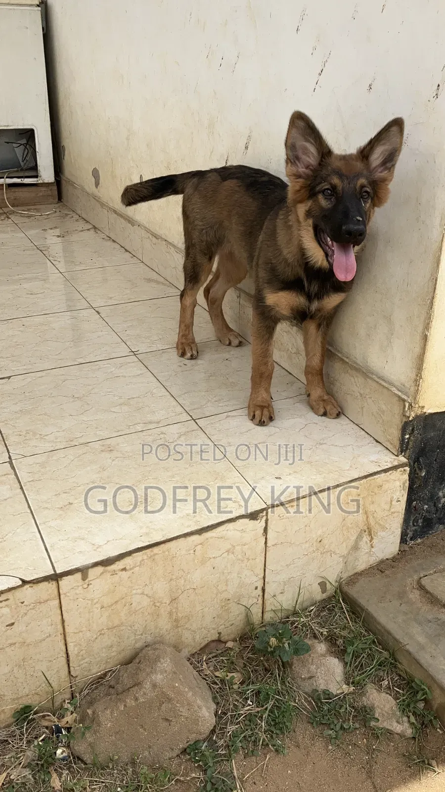 3-6 months Female Purebred German Shepherd