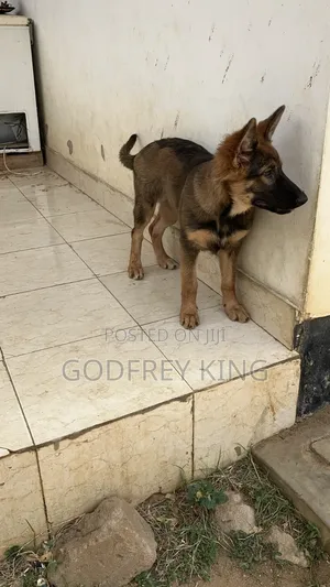 3-6 months Female Purebred German Shepherd