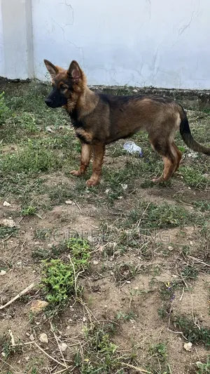 3-6 months Female Purebred German Shepherd