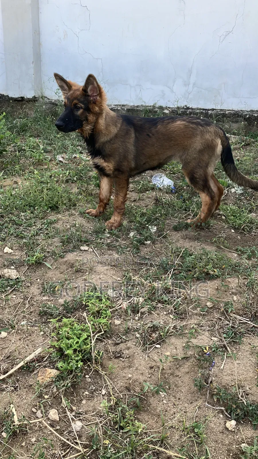 3-6 months Female Purebred German Shepherd