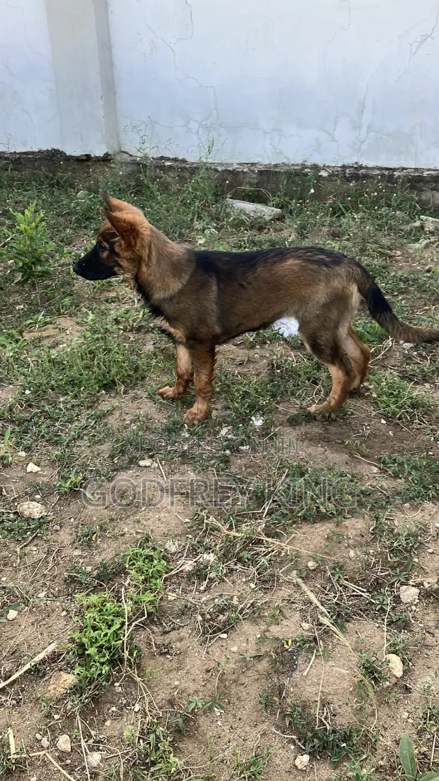 3-6 months Female Purebred German Shepherd
