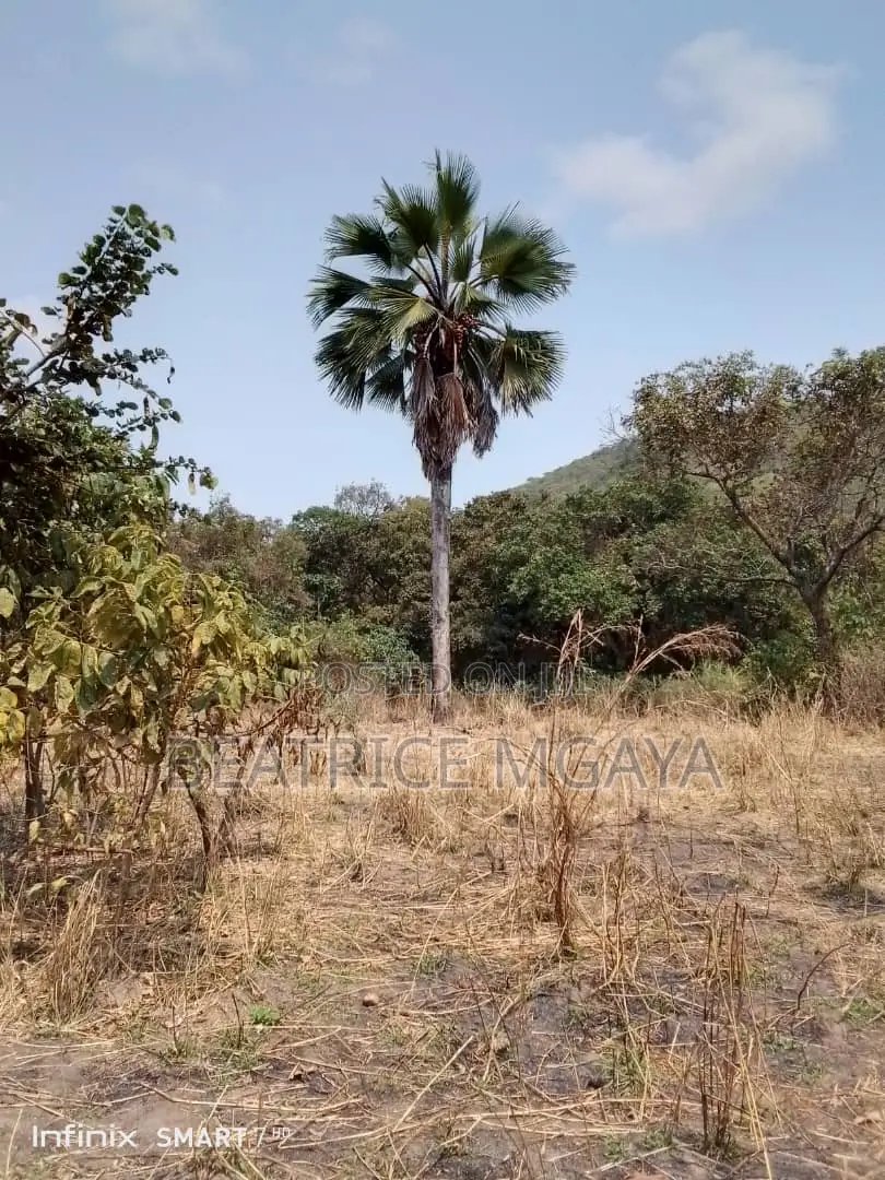Farm for Sale –400 Acres in Nandete, Madaba, Songea