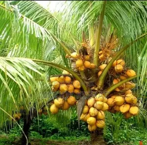 Miti Ya Matunda Ya Muda Mfupi ,Maua Ya Mapambo,na Palms