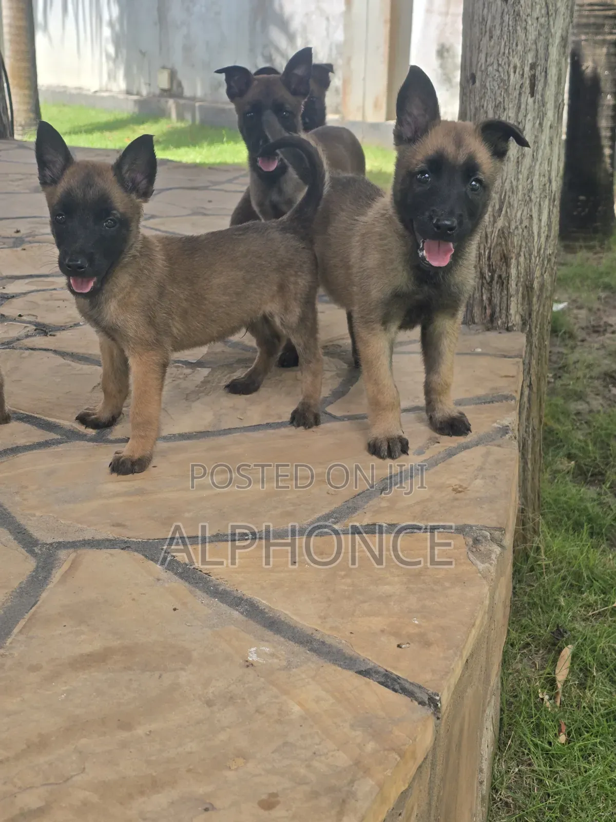 1-3 months Female Purebred Belgian Malinois