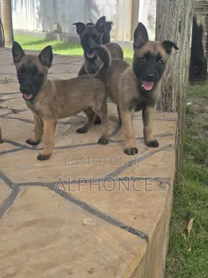 1-3 months Female Purebred Belgian Malinois