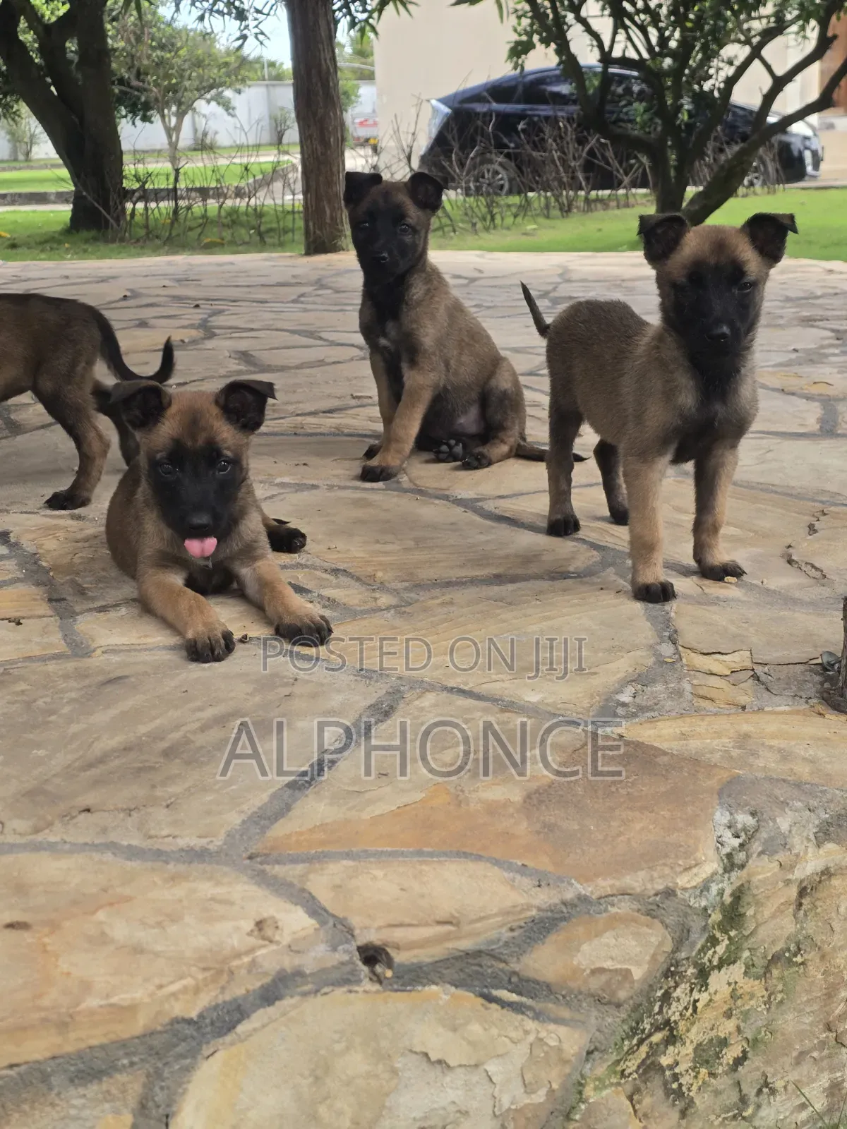 1-3 months Male Purebred Belgian Malinois