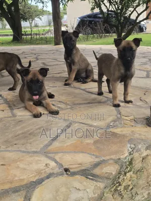 1-3 months Male Purebred Belgian Malinois