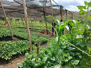 Lima Kitajiri Na Supergro Huku Ukiburudika Na Asali Mbichi