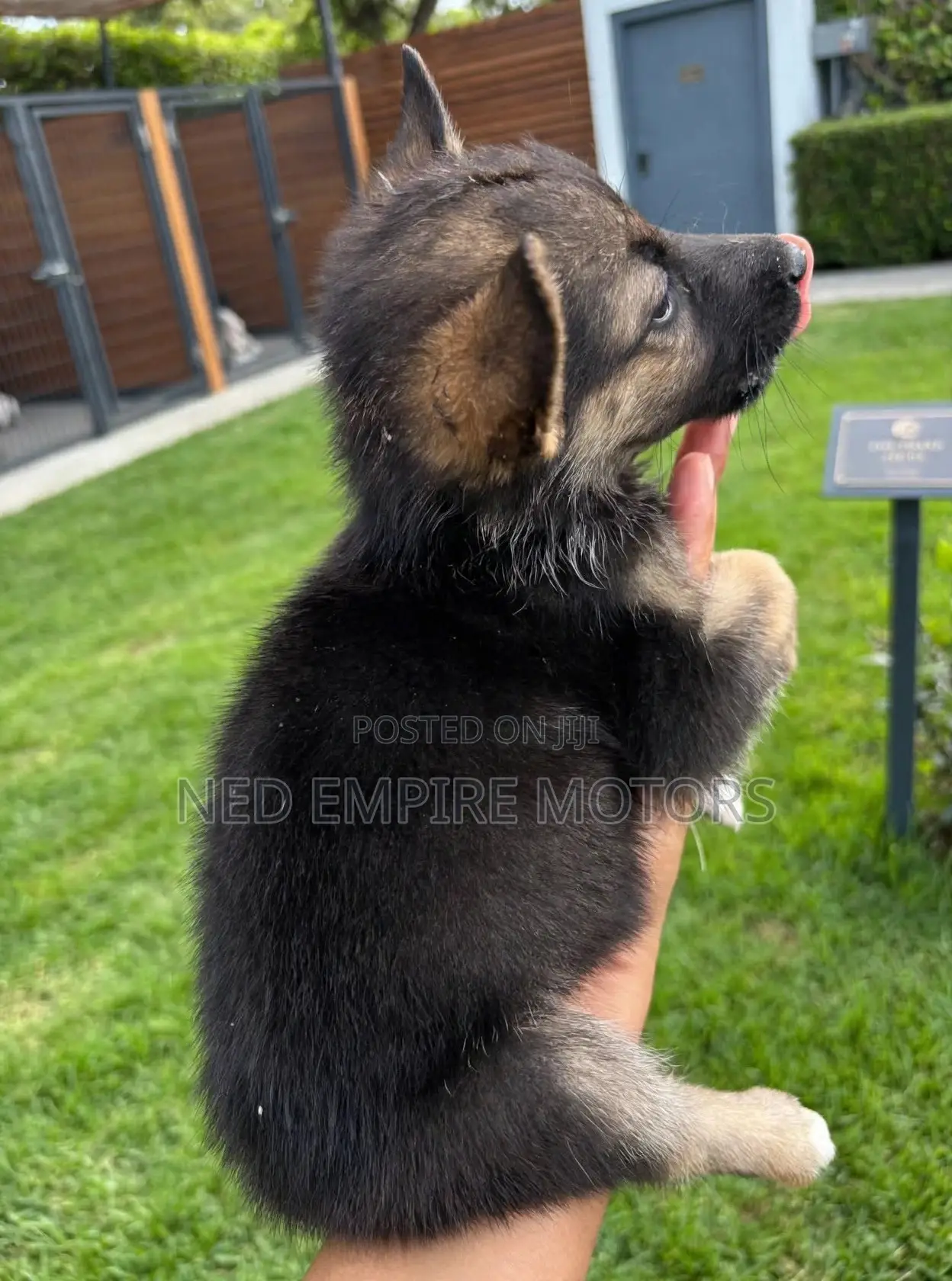 1-3 months Female Mixed Breed German Shepherd
