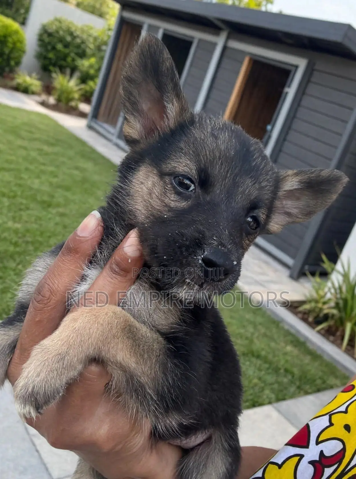 1-3 months Female Mixed Breed German Shepherd