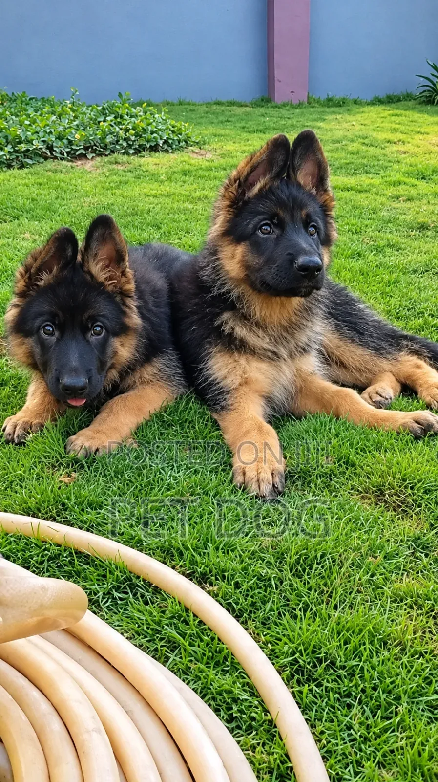 1-3 months Male Purebred German Shepherd