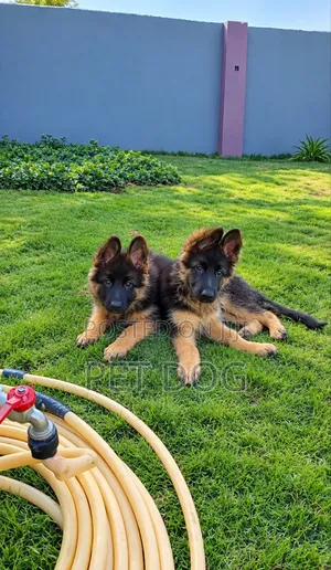 1-3 months Male Purebred German Shepherd