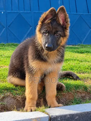 1-3 months Male Purebred German Shepherd