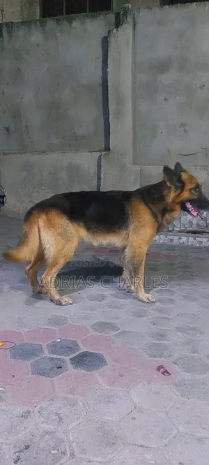 3-6 months Male Purebred German Shepherd