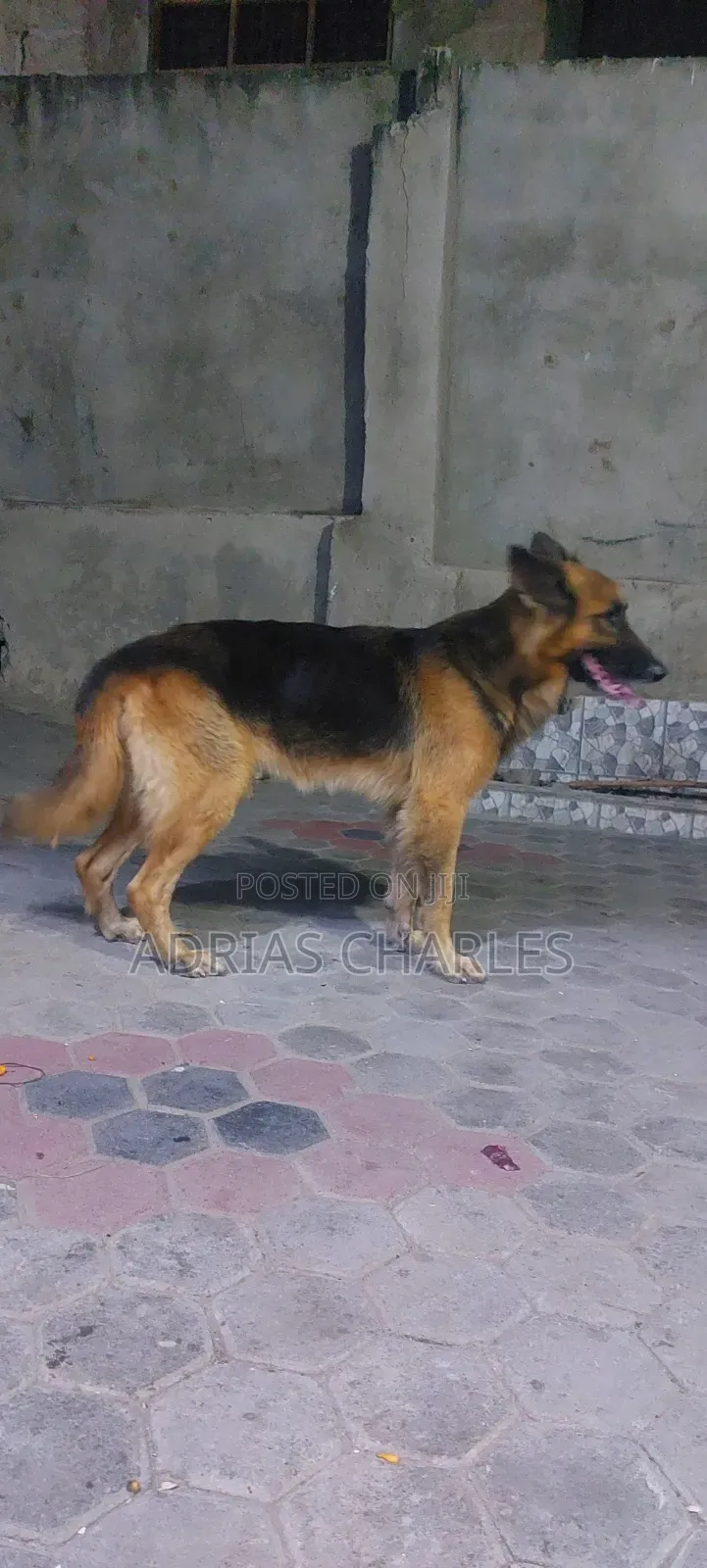 3-6 months Male Purebred German Shepherd