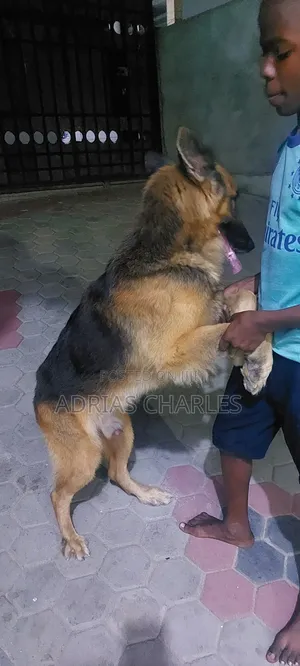 3-6 months Male Purebred German Shepherd