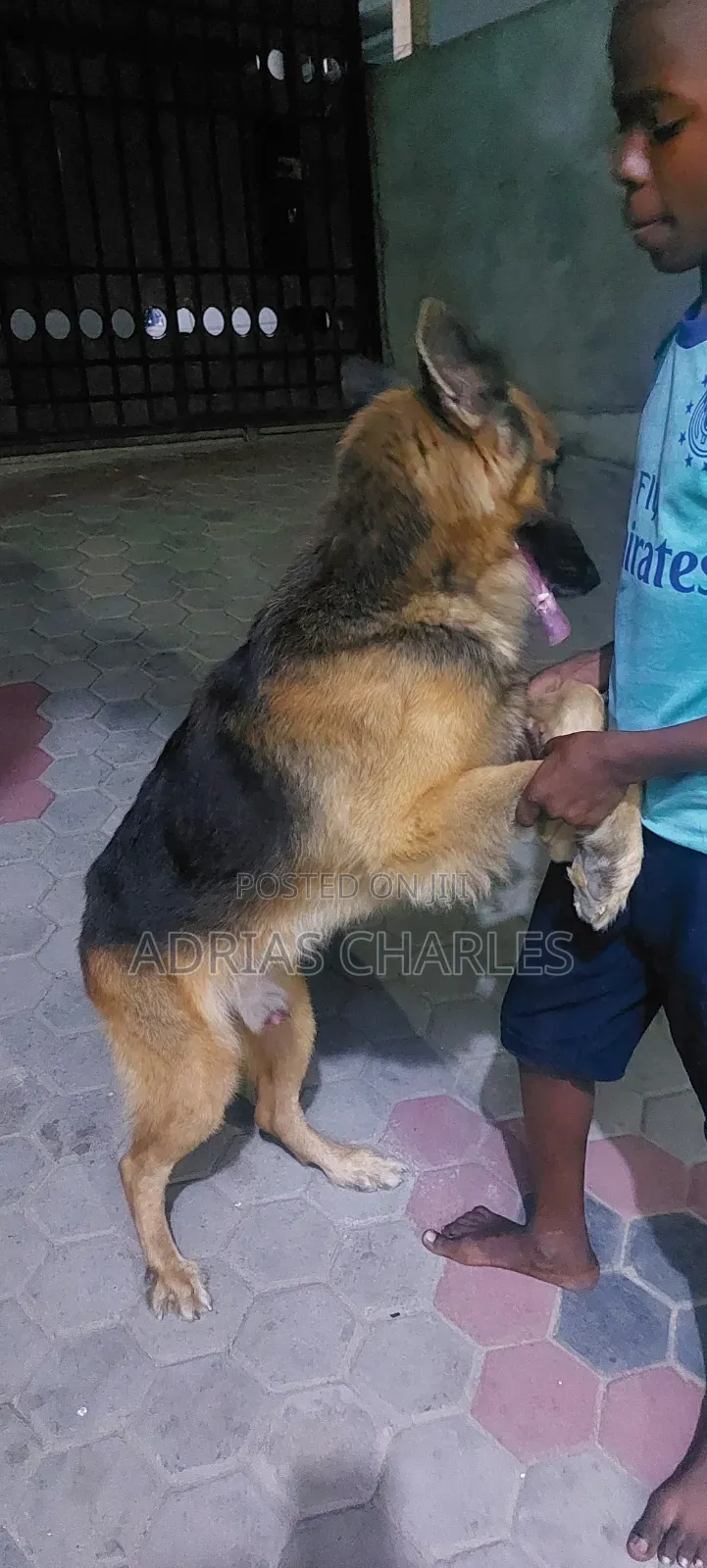 3-6 months Male Purebred German Shepherd