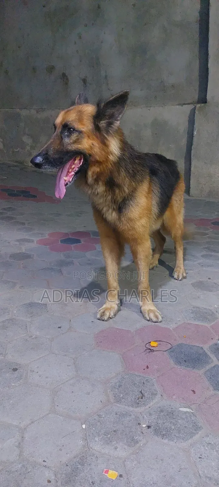 3-6 months Male Purebred German Shepherd