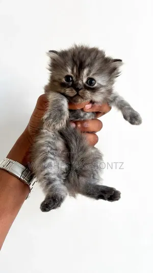 1-3 months Female Purebred Persian