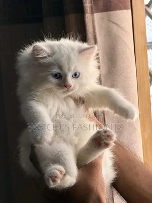 0-1 month Male Purebred Persian