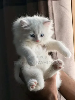 0-1 month Male Purebred Persian